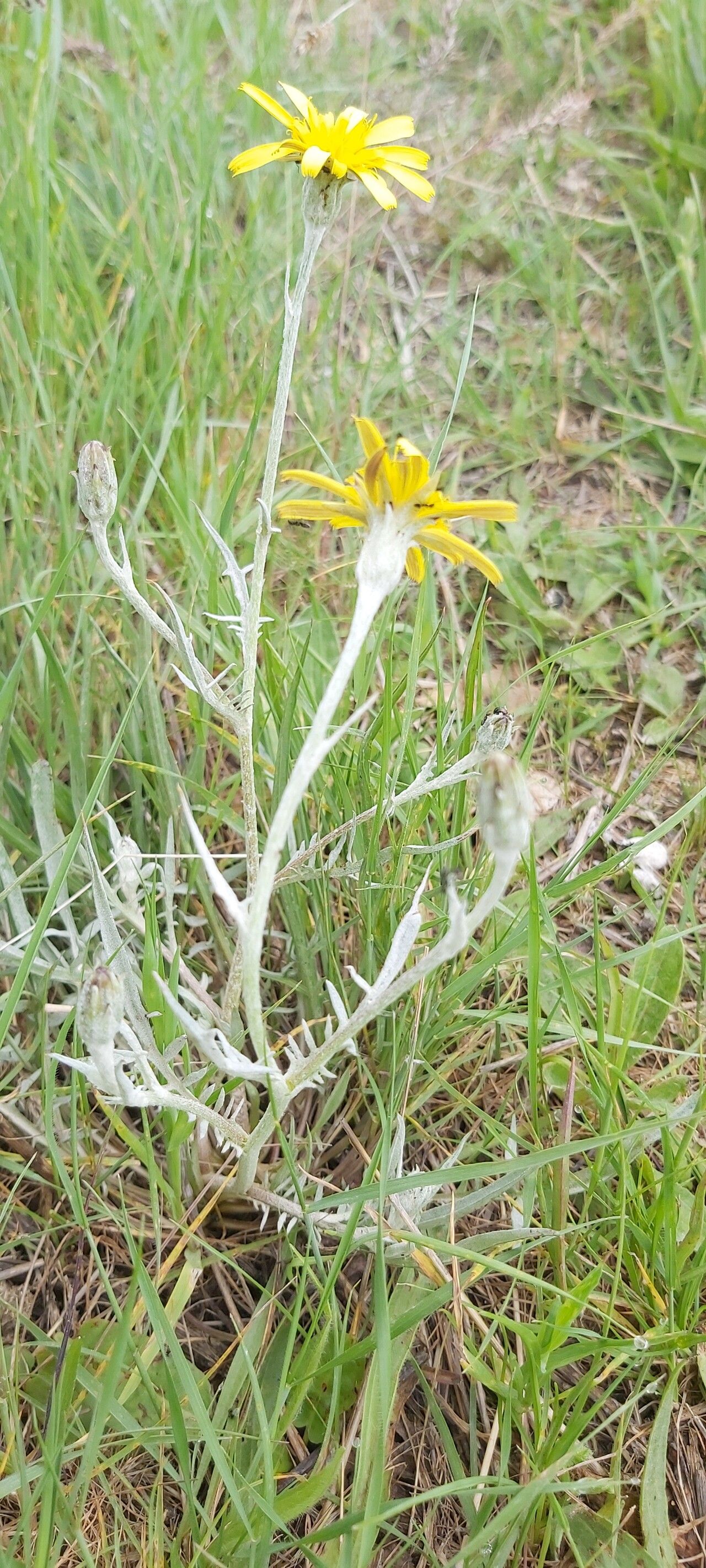 Scorzonera cana habit