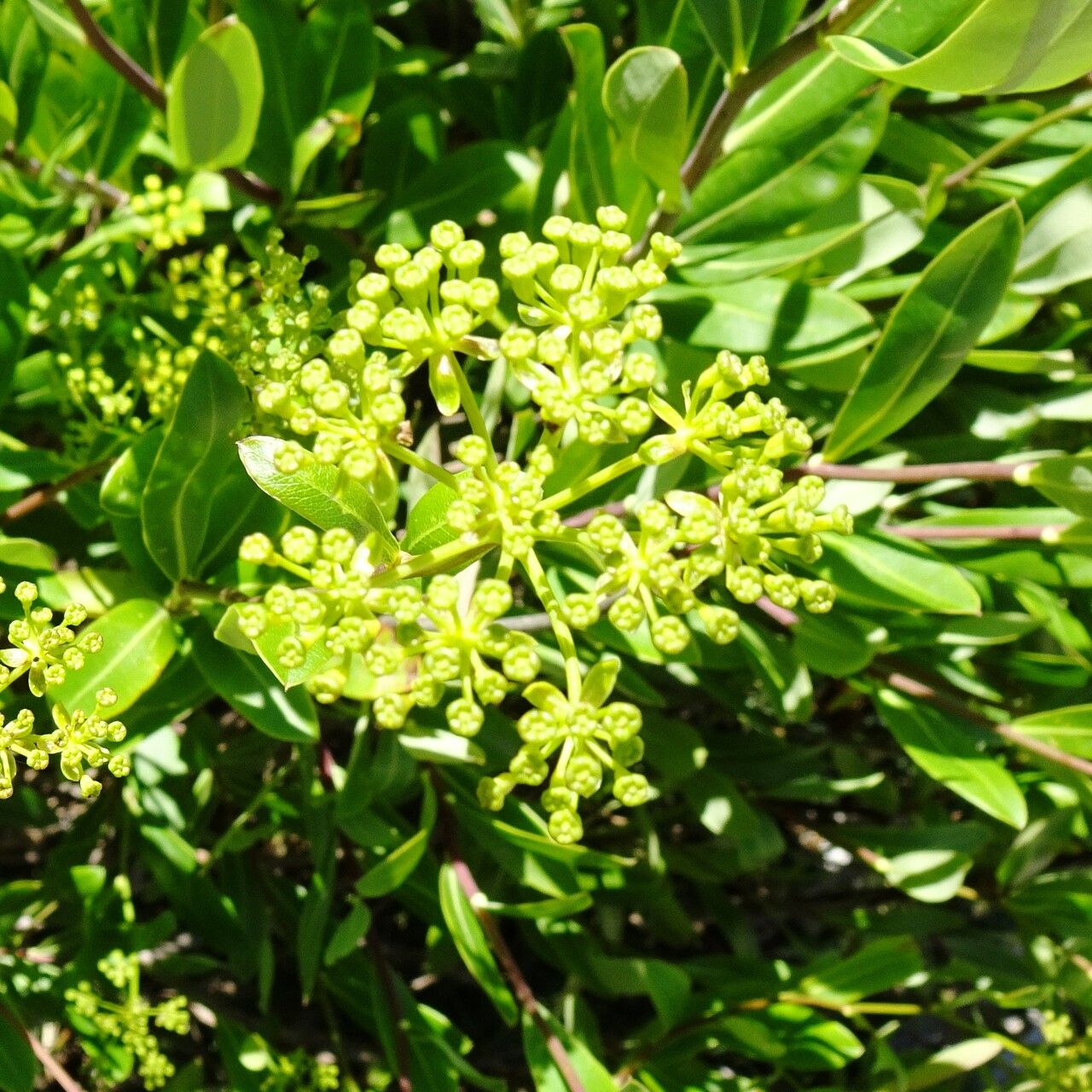 Bupleurum fruticosum flower