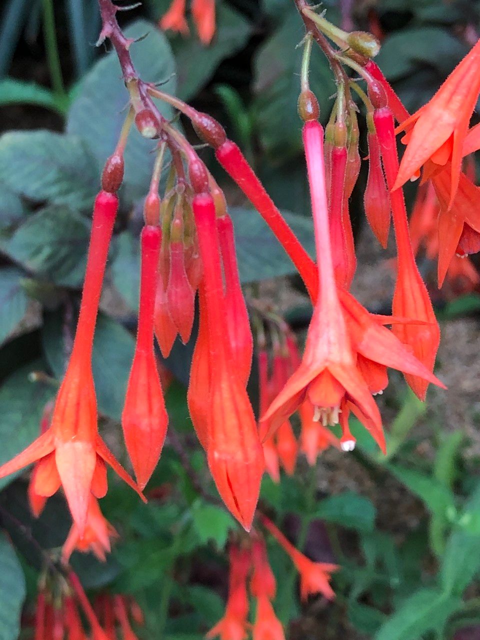 Fuchsia triphylla fruit