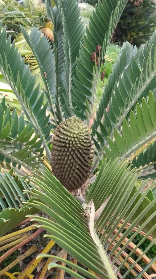 Encephalartos altensteinii flower