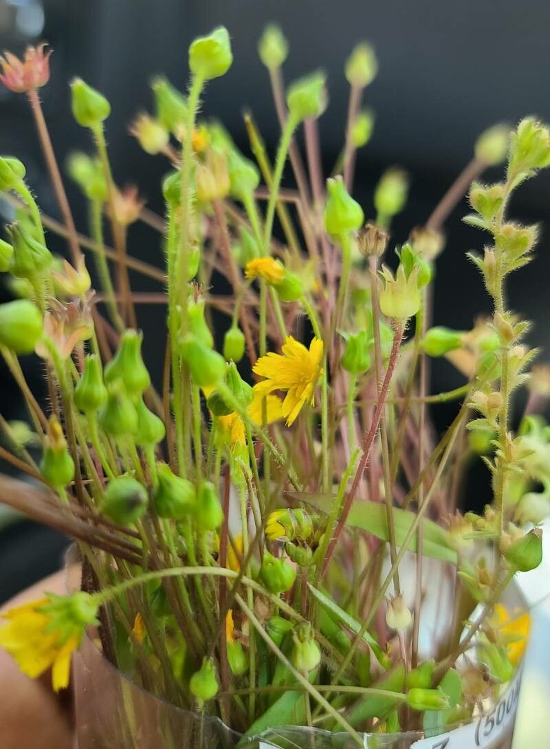 Krigia occidentalis — related species from the same genus