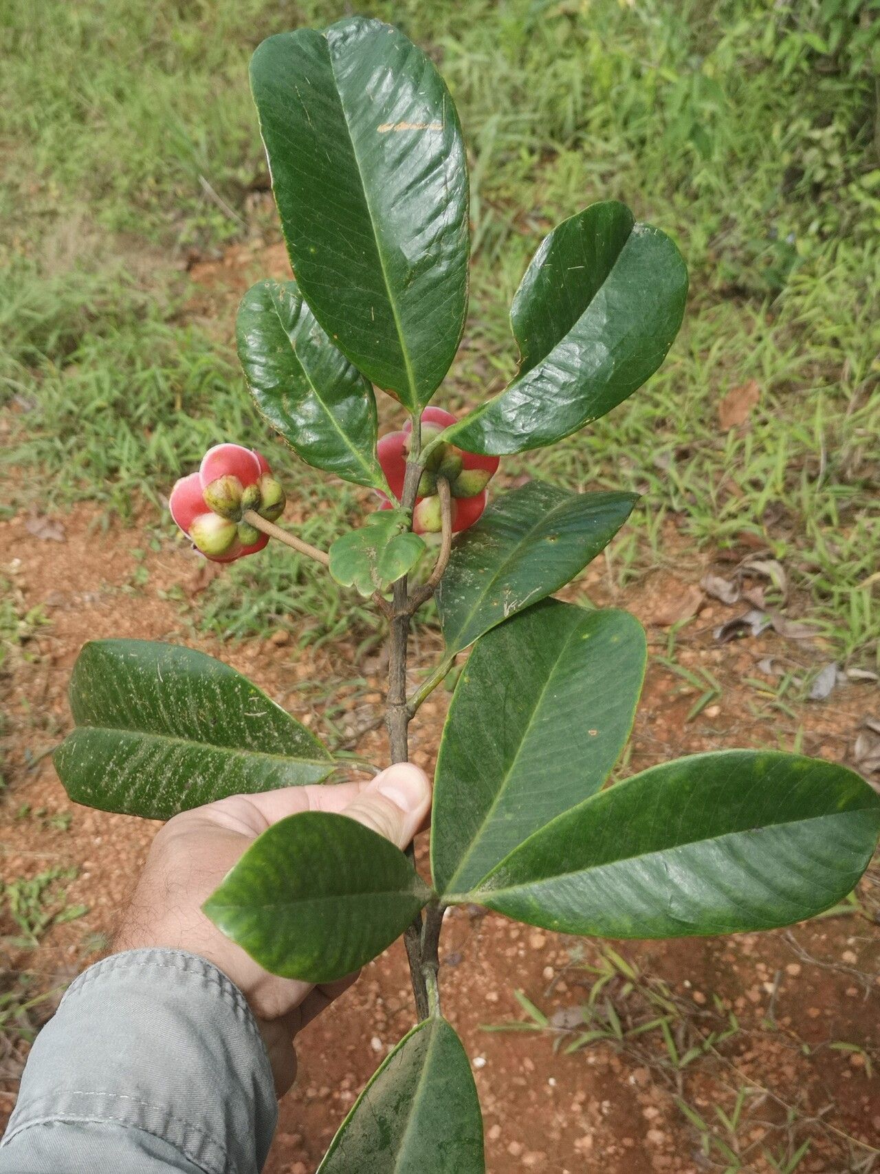 Allanblackia gabonensis habit