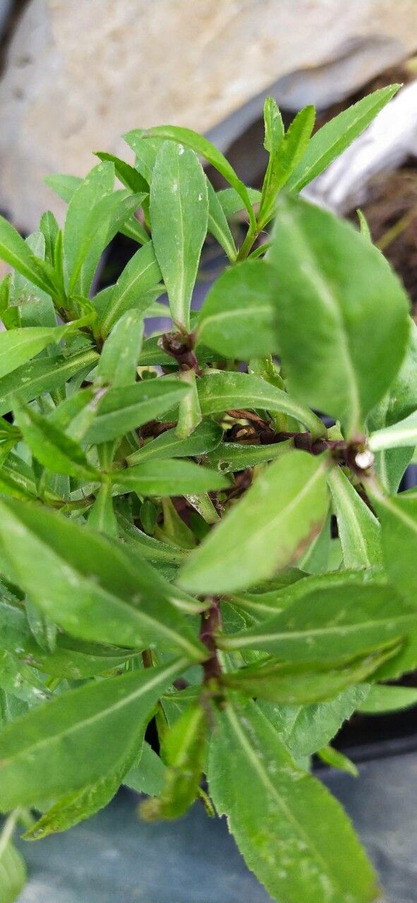 Tagetes lucida fruit