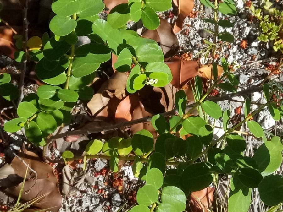 Chrysobalanus icaco — search result for 'Chrysobalanaceae'