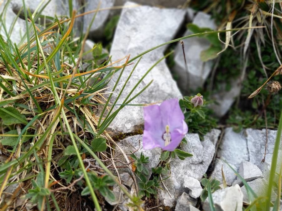 Campanula raineri — search result for 'Campanulaceae'