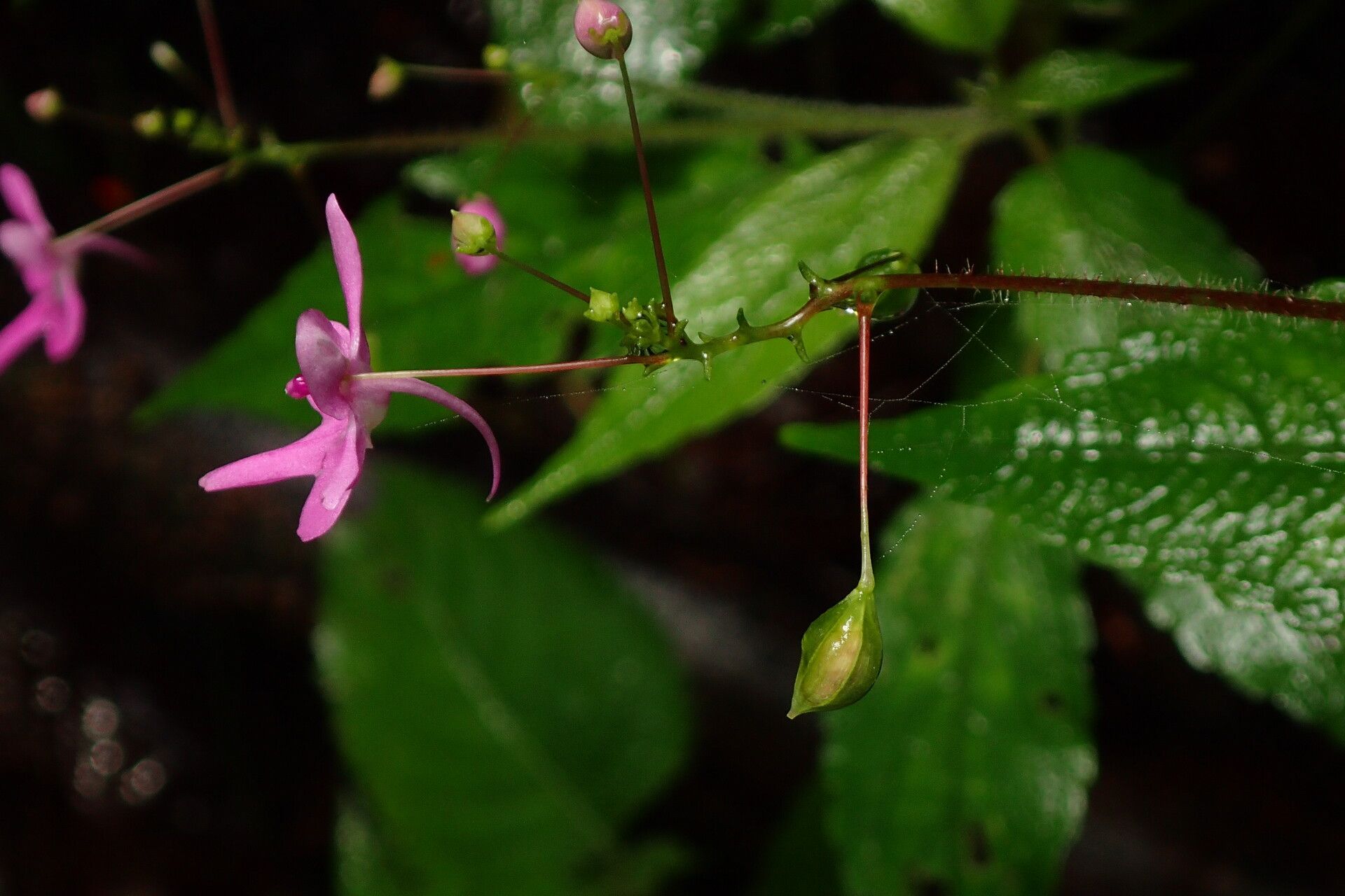 Impatiens kamerunensis fruit