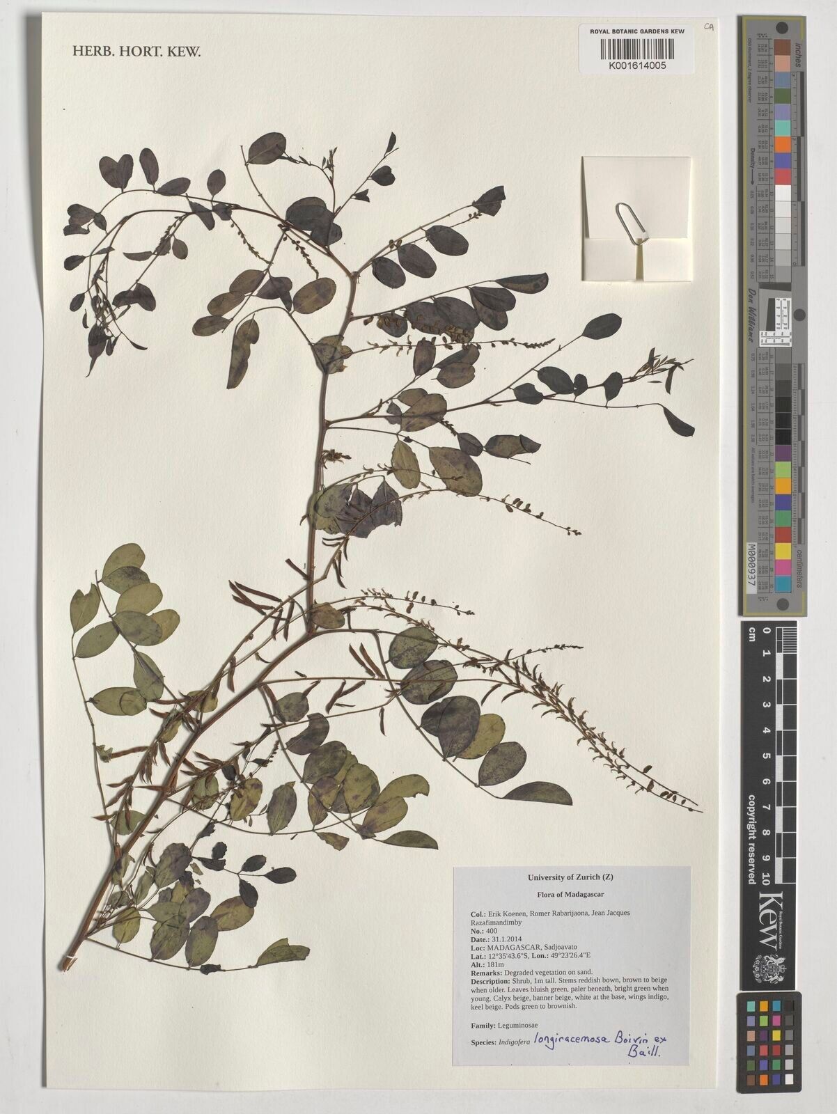 Indigofera longiracemosa — houseplant care guide