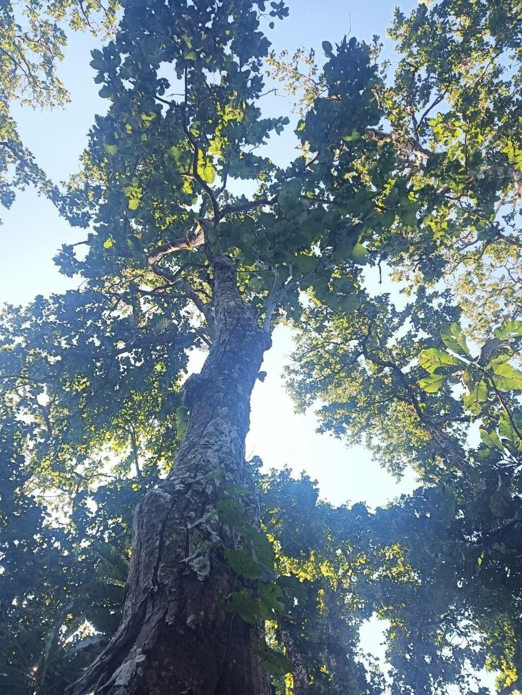 Shorea robusta habit