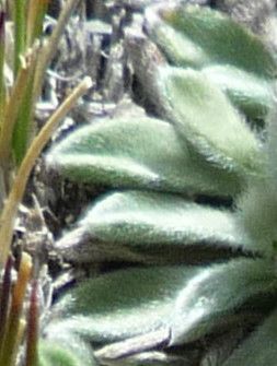 Erigeron rosulatus — search result for 'Erigeron'