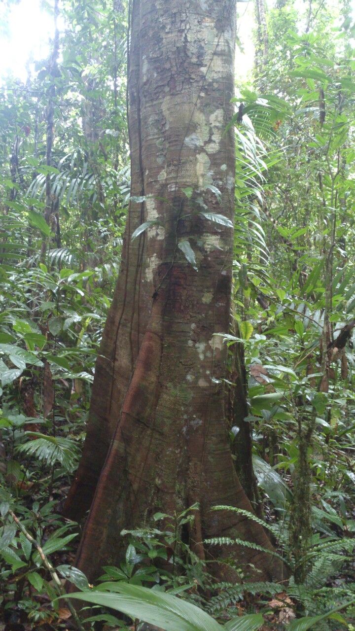 Tachigali costaricensis bark