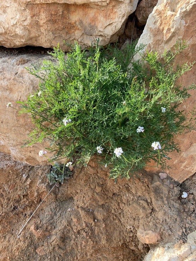 Erucaria microcarpa habit