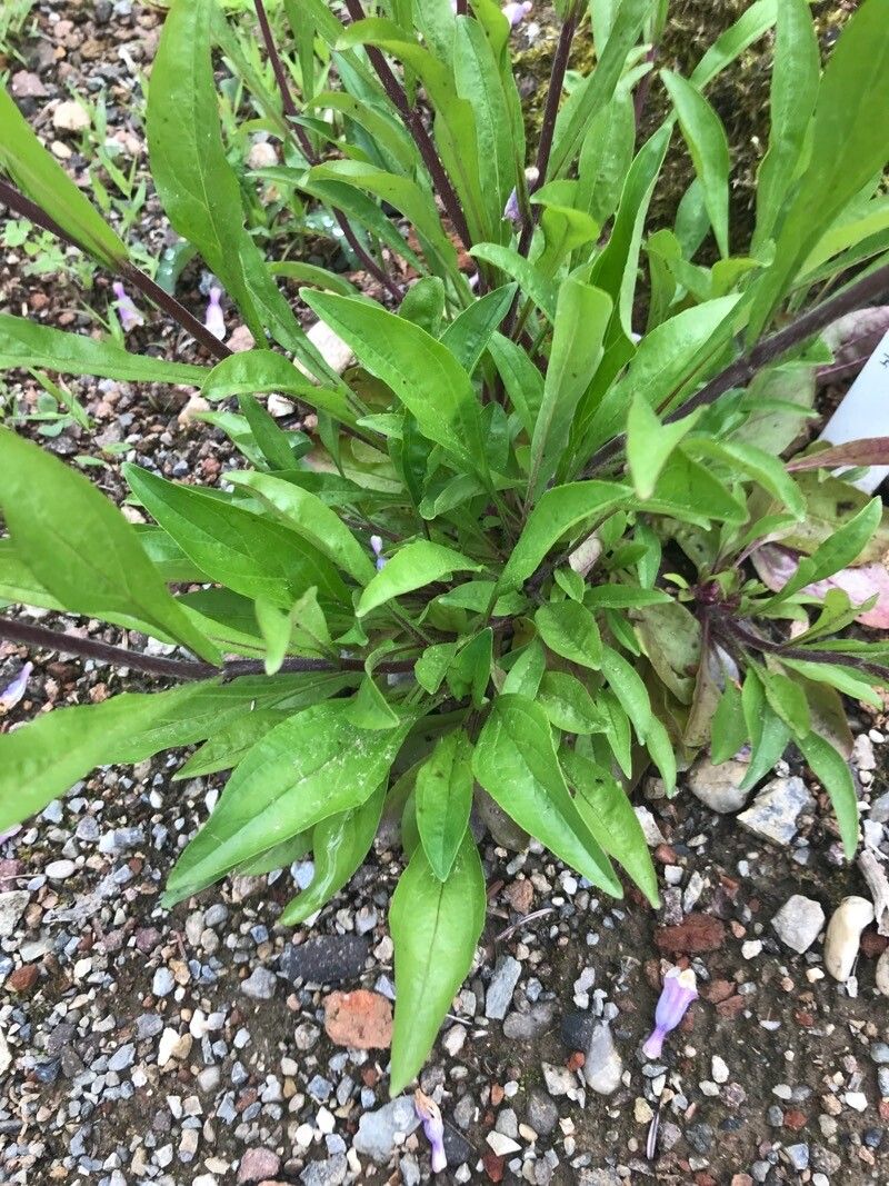 Penstemon gracilis — search result for 'Penstemon'