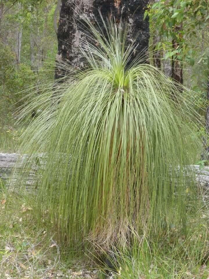 Xanthorrhoea australis — related species from the same genus