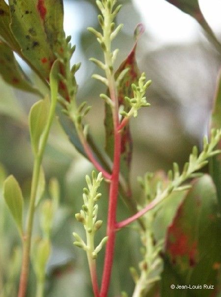 Beauprea balansae flower