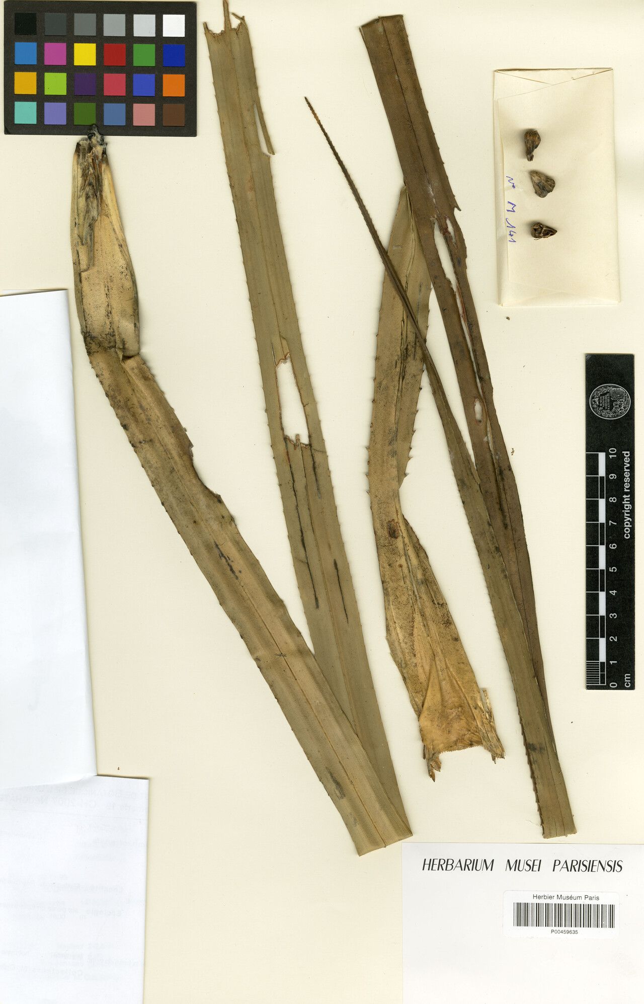 Pandanus maromokotrensis — houseplant care guide