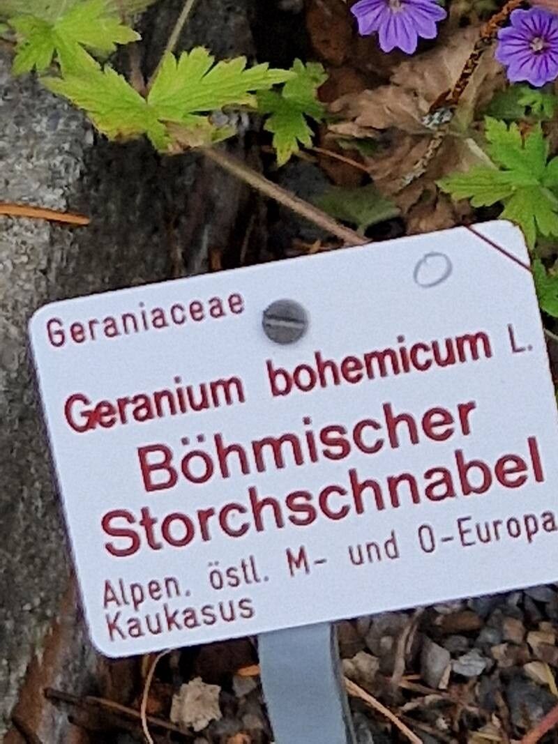 Geranium bohemicum other