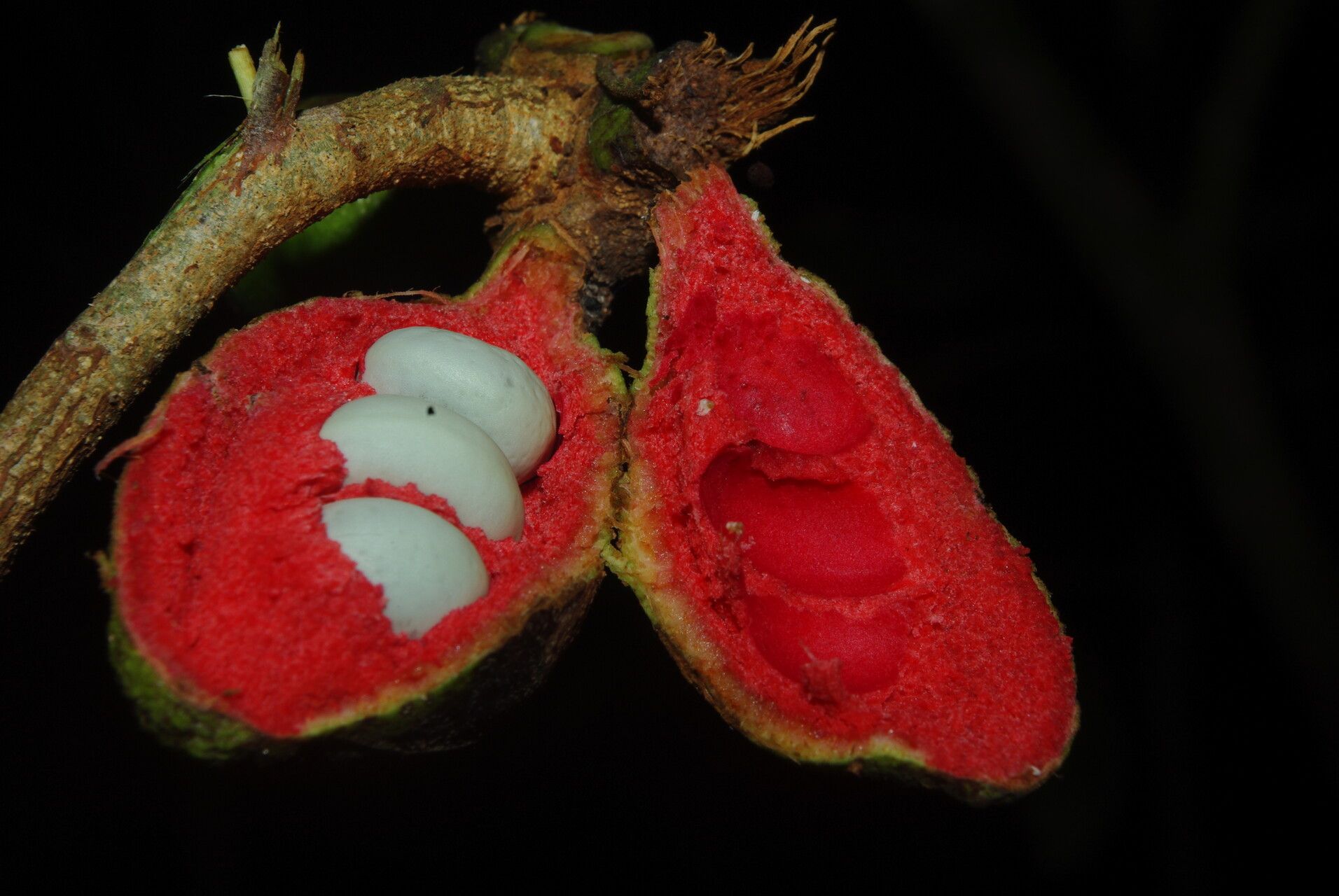 Xylopia cupularis fruit