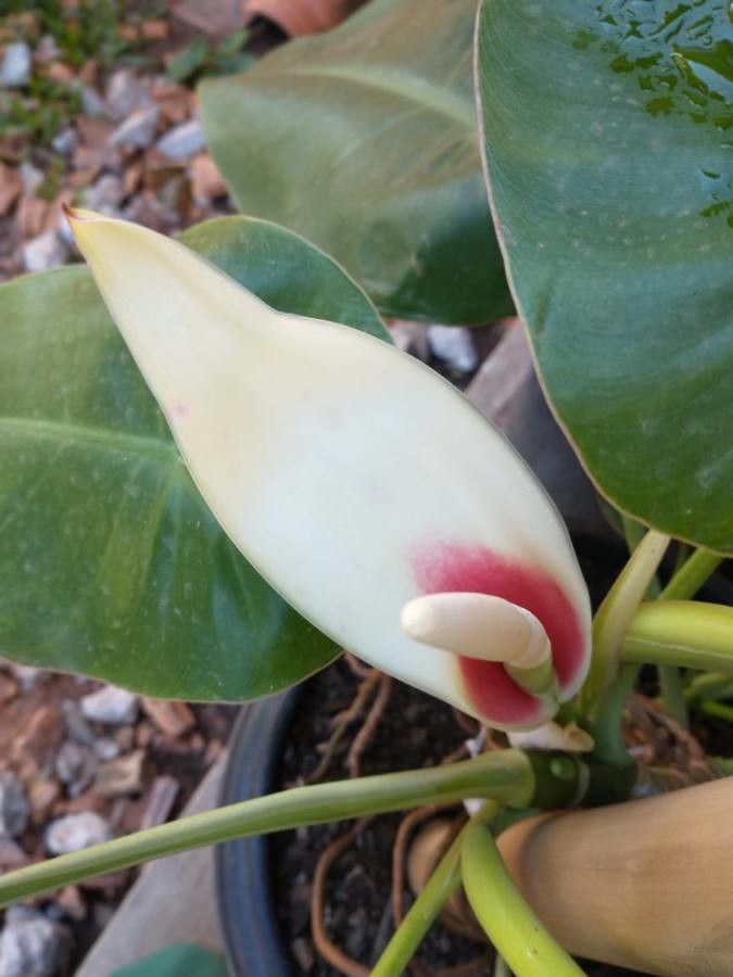 Philodendron ricardoi flower