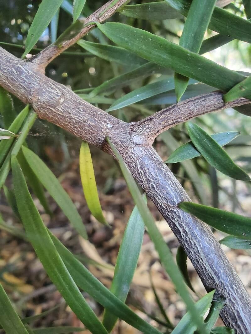 Podocarpus salignus bark