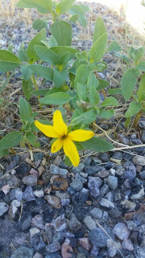 Lindheimera texana flower