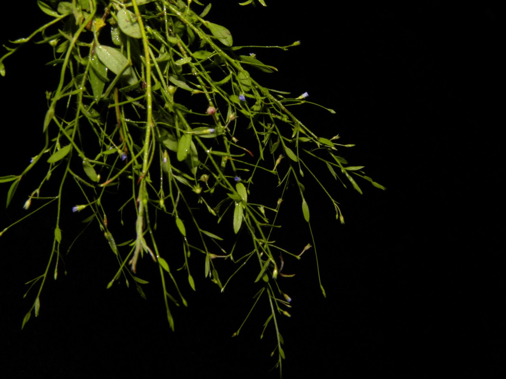 Evolvulus filipes — houseplant care guide