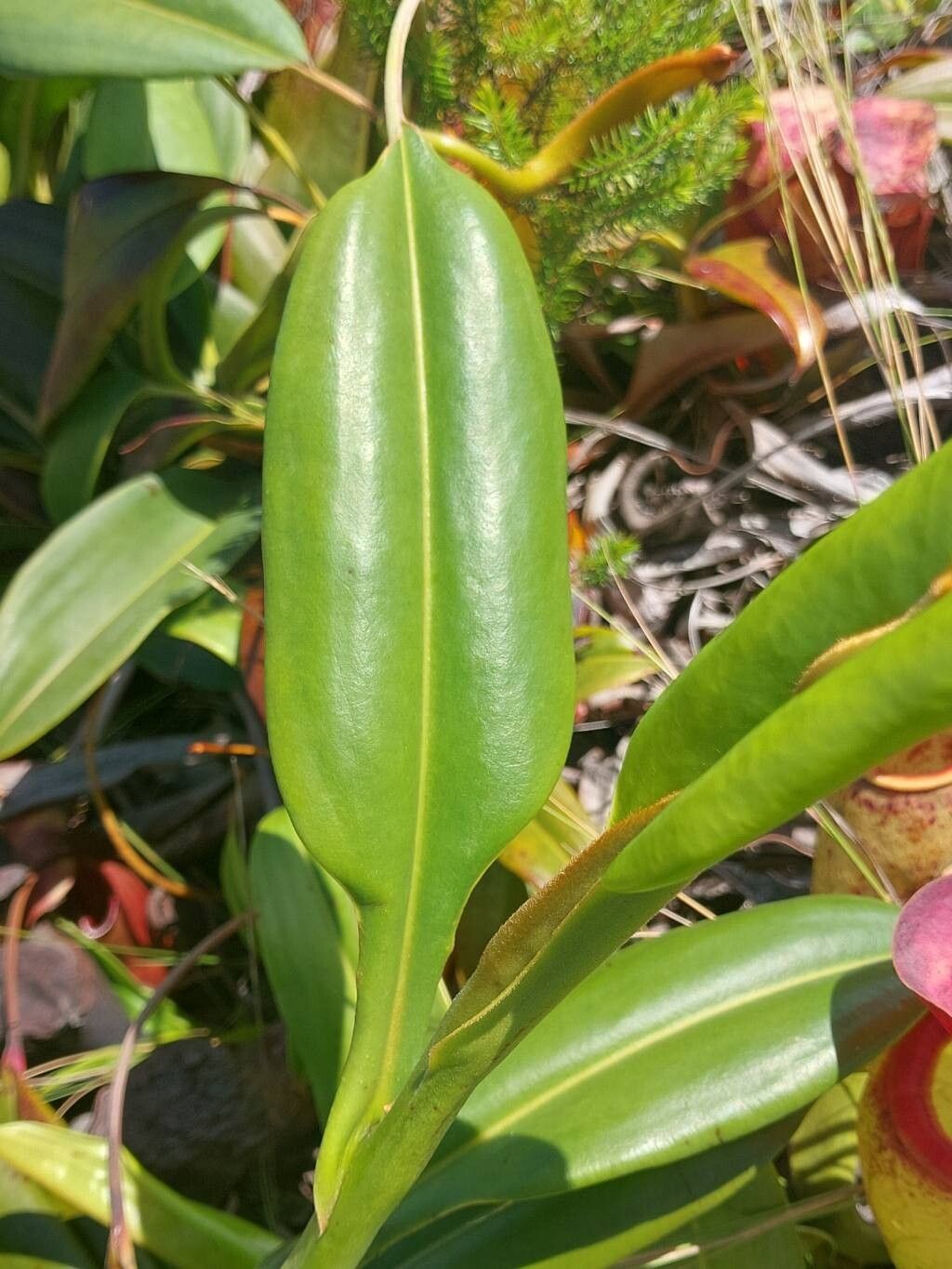 Nepenthes madagascariensis — search result for 'Nepenthes'
