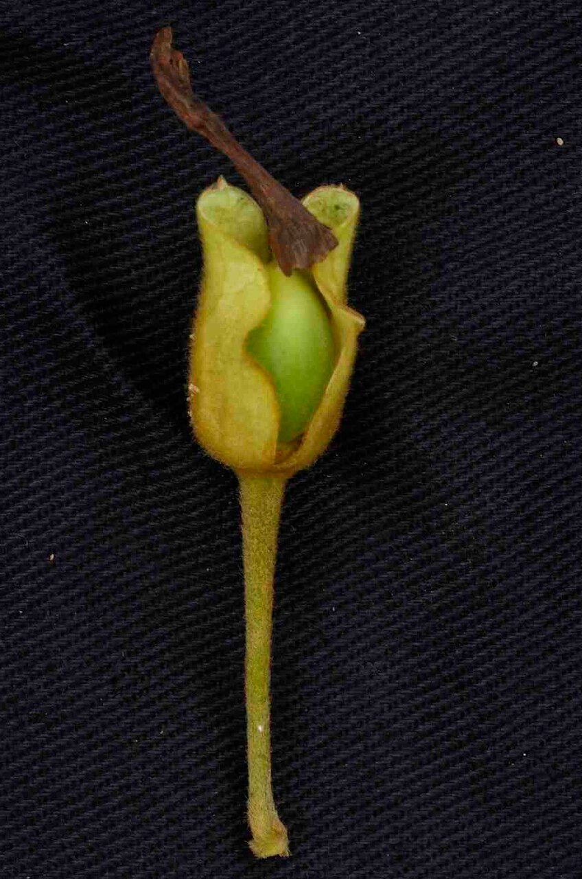 Mendoncia velloziana fruit
