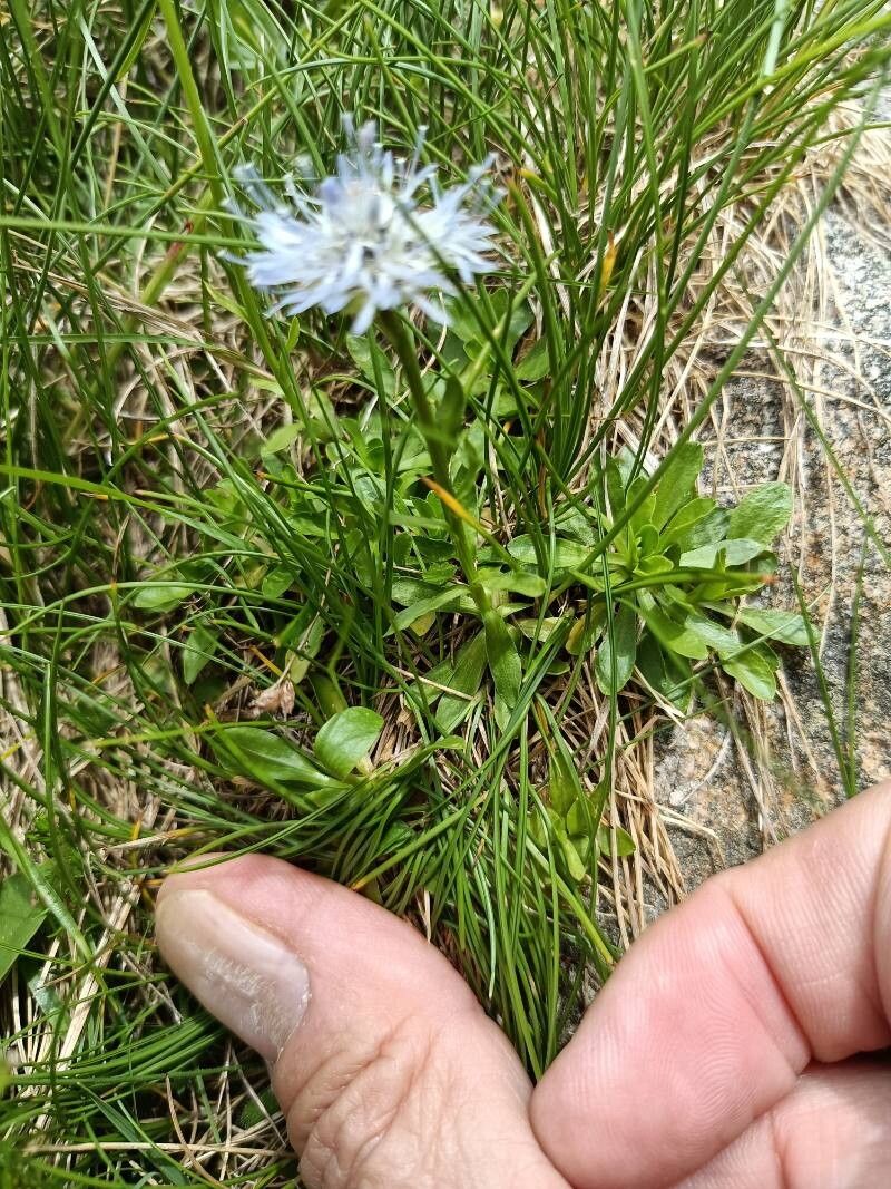 Jasione bulgarica — related species from the same genus