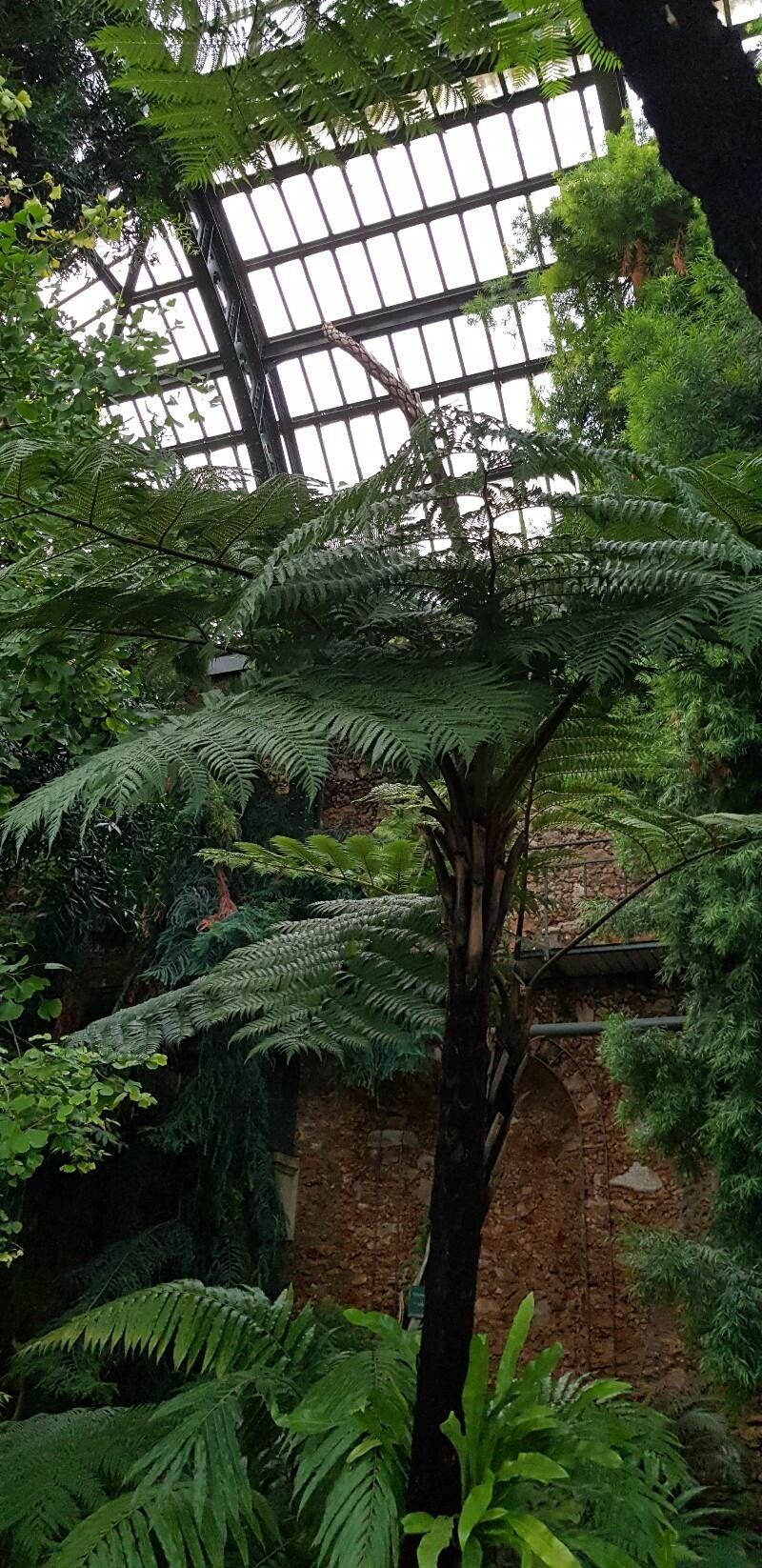 Sphaeropteris robusta habit