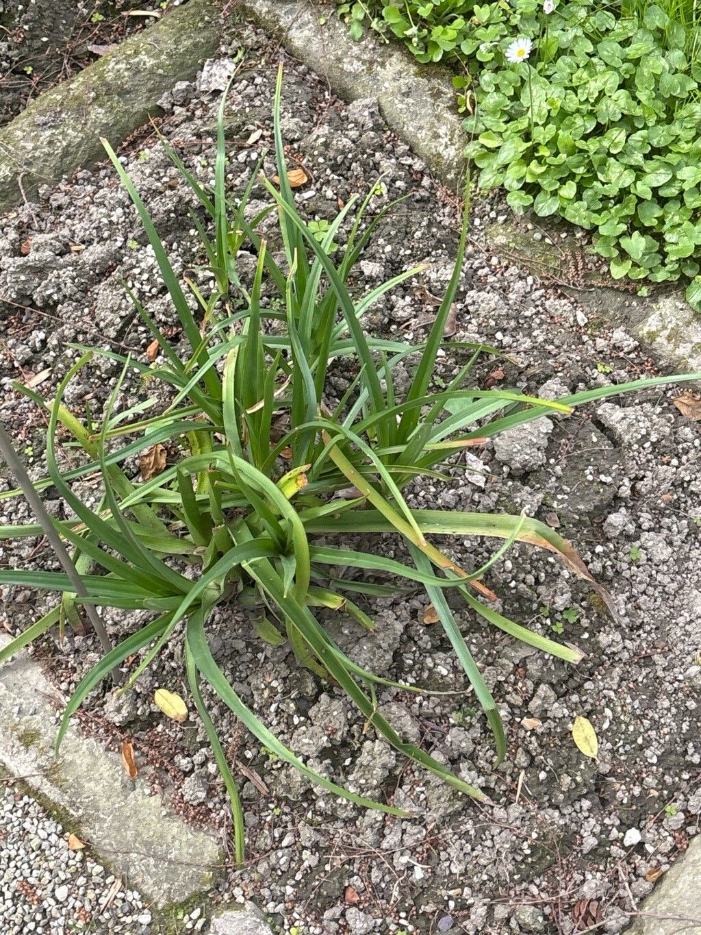 Kniphofia citrina — houseplant care guide