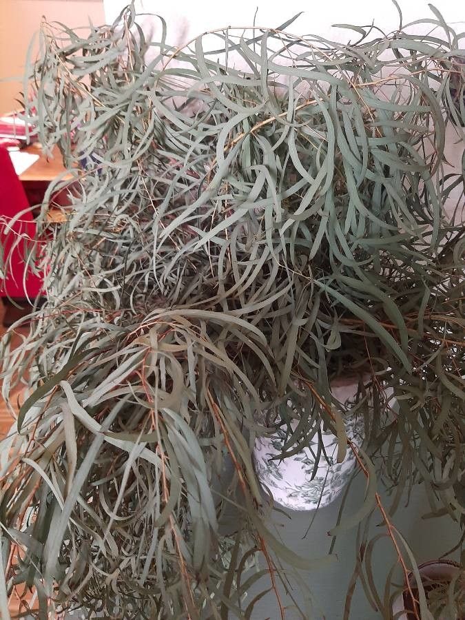 Eucalyptus spathulata leaf