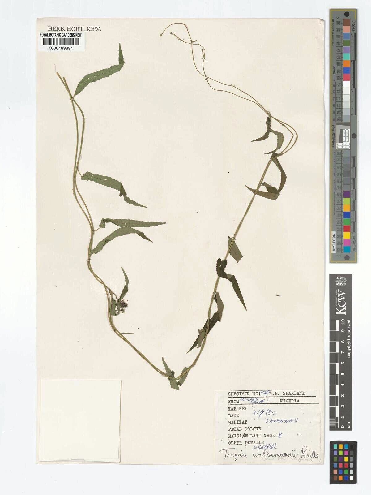 Tragia wildemanii — houseplant care guide