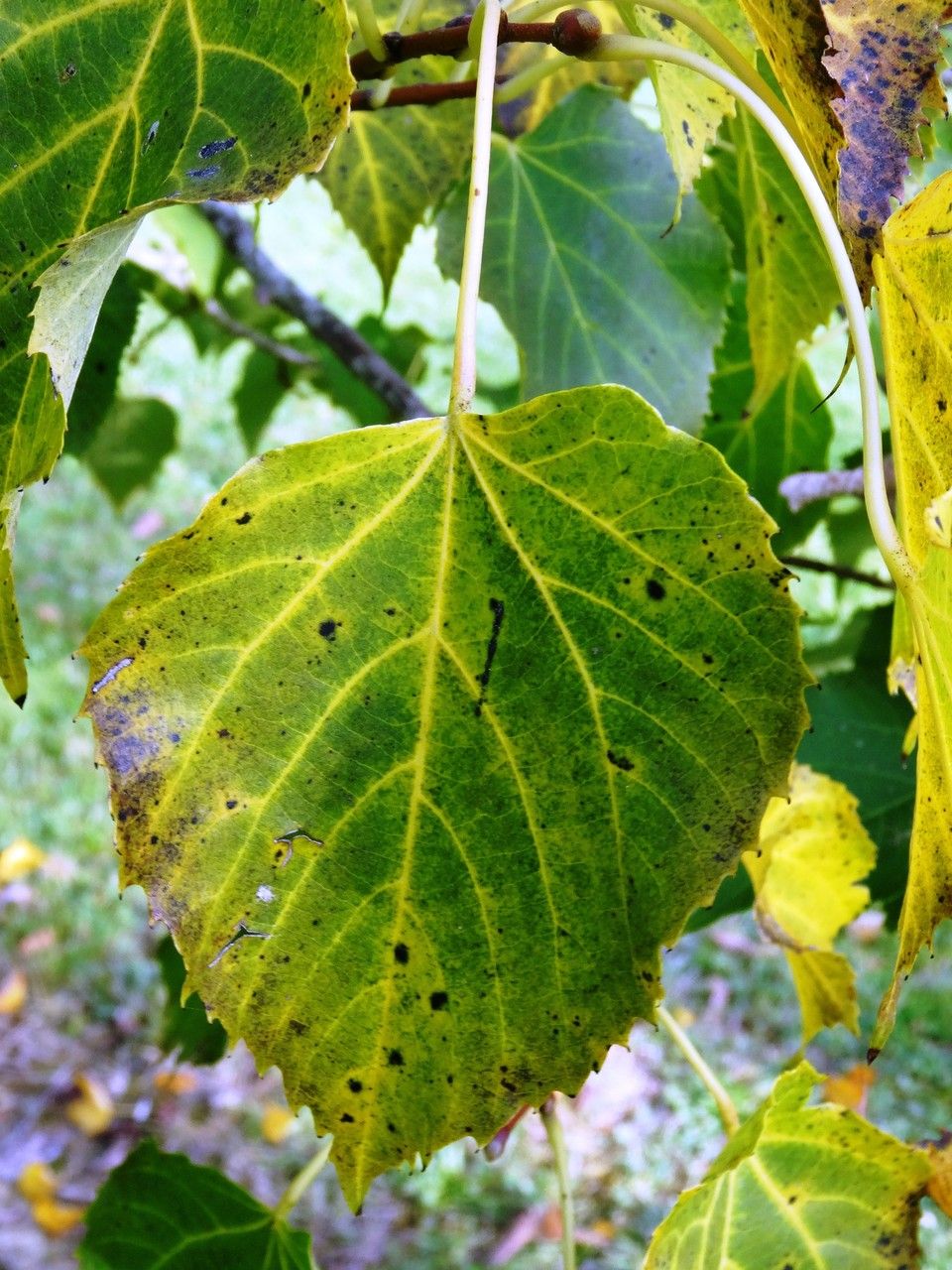 Tilia chingiana other