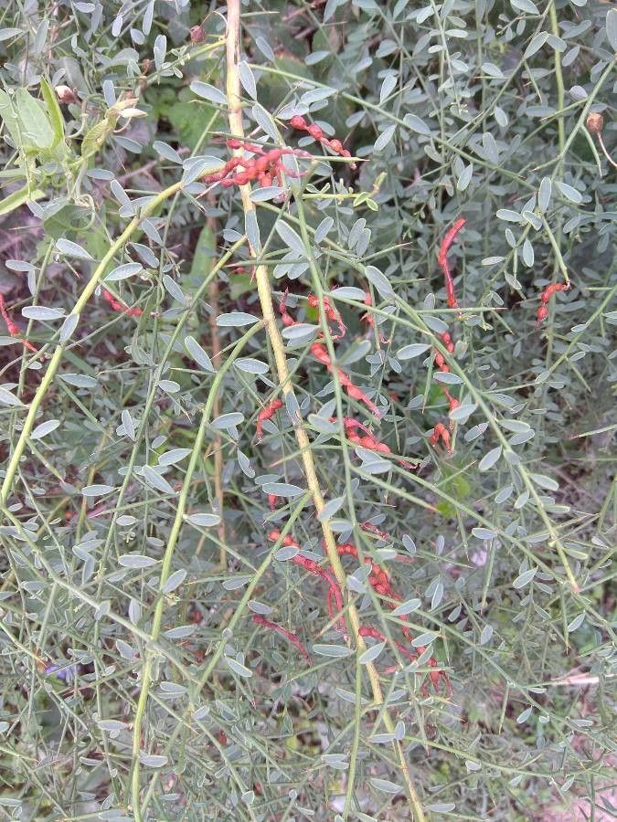 Alhagi maurorum fruit