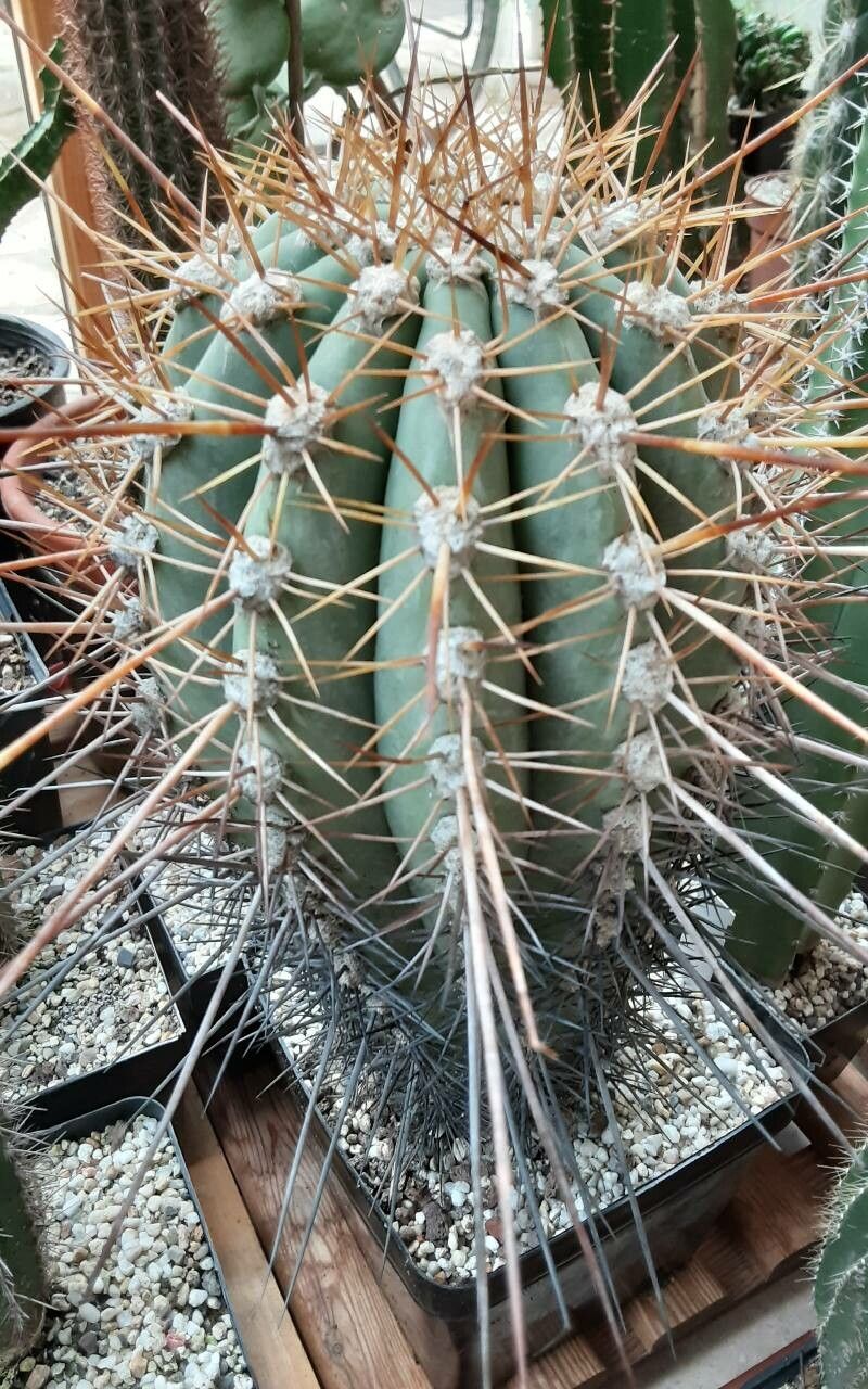 Echinopsis cephalomacrostibas habit