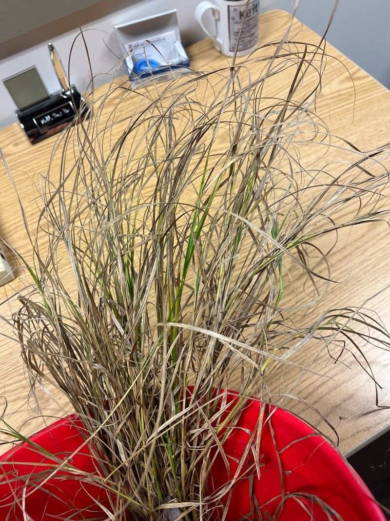 Carex rosea — houseplant care guide