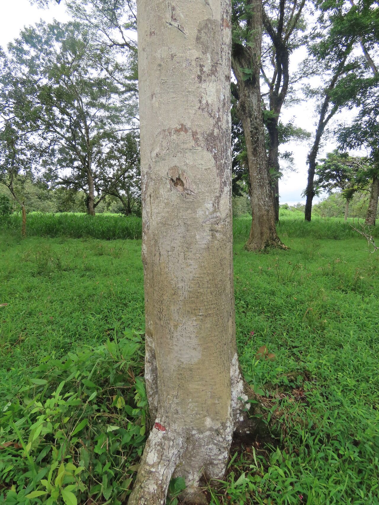 Sapium laurifolium habit