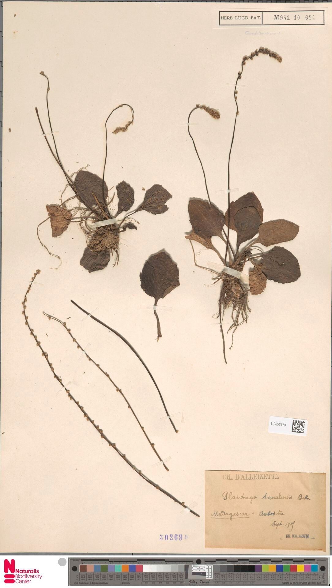 Plantago tanalensis — search result for 'Plantago'