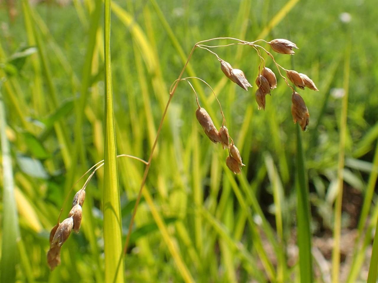 Hierochloe odorata fruit