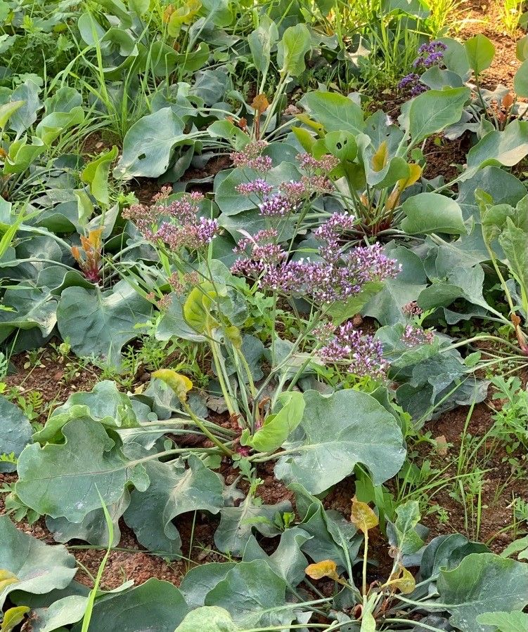 Limonium perezii habit