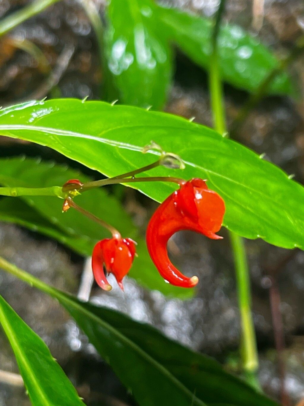 Impatiens manteroana flower