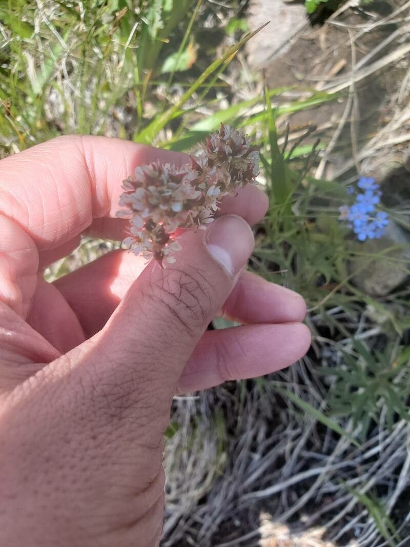 Micranthes oregana habit