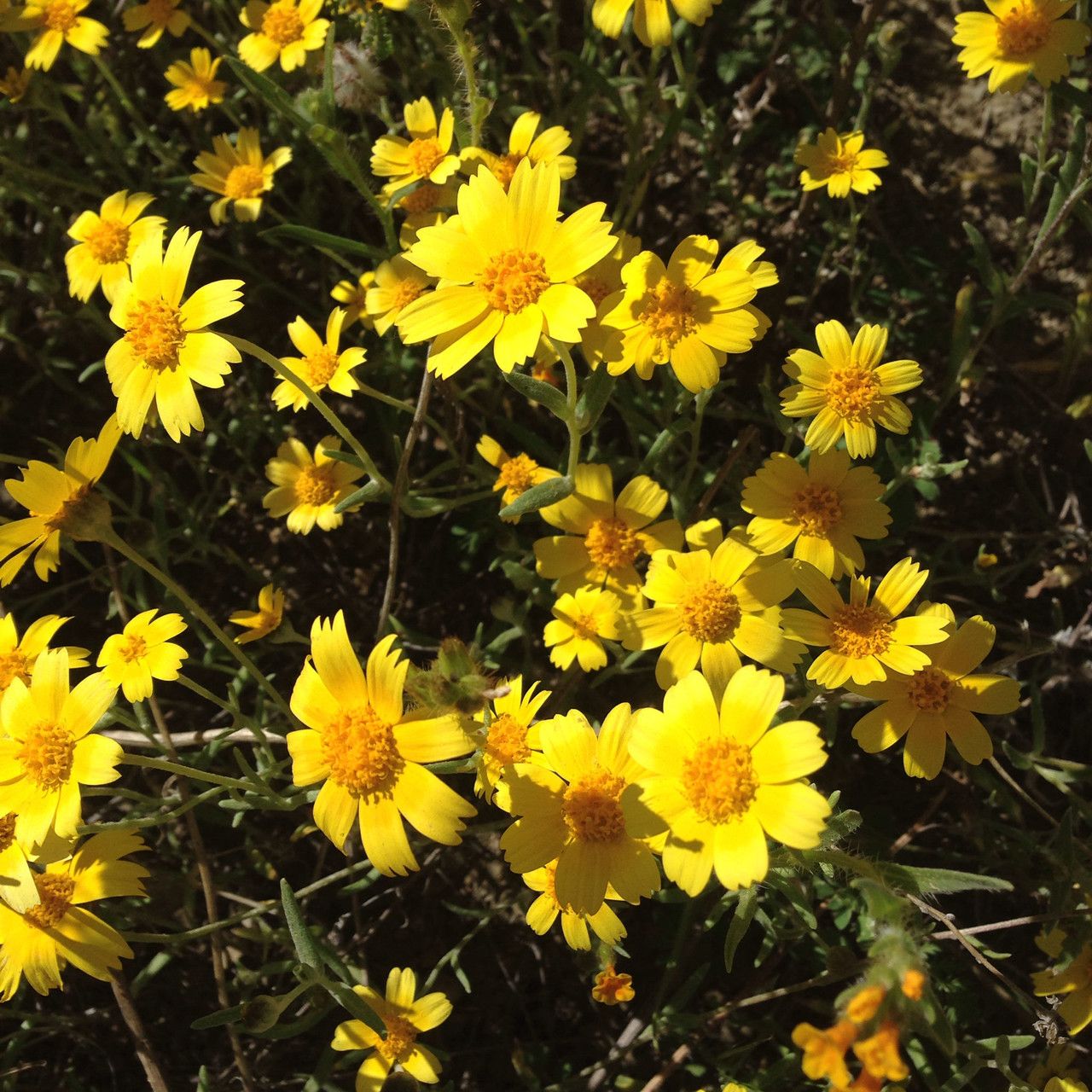 Monolopia stricta flower