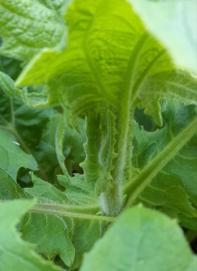 Smallanthus connatus other