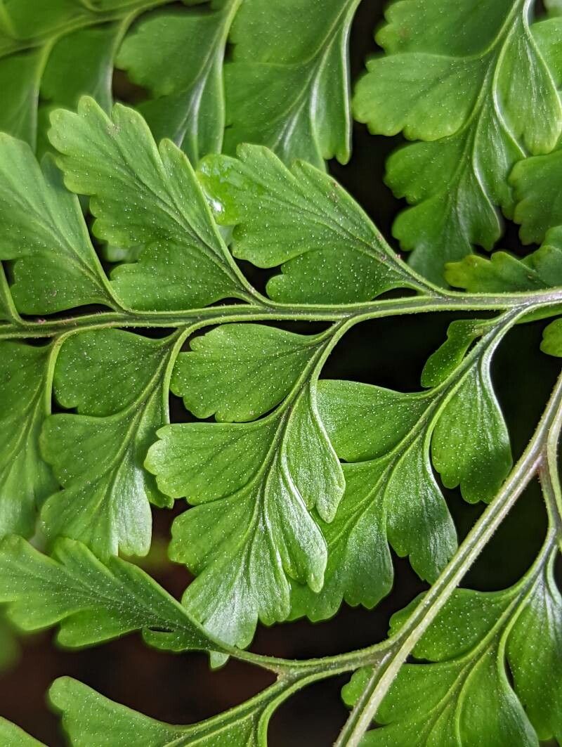 Leucostegia immersa — houseplant care guide