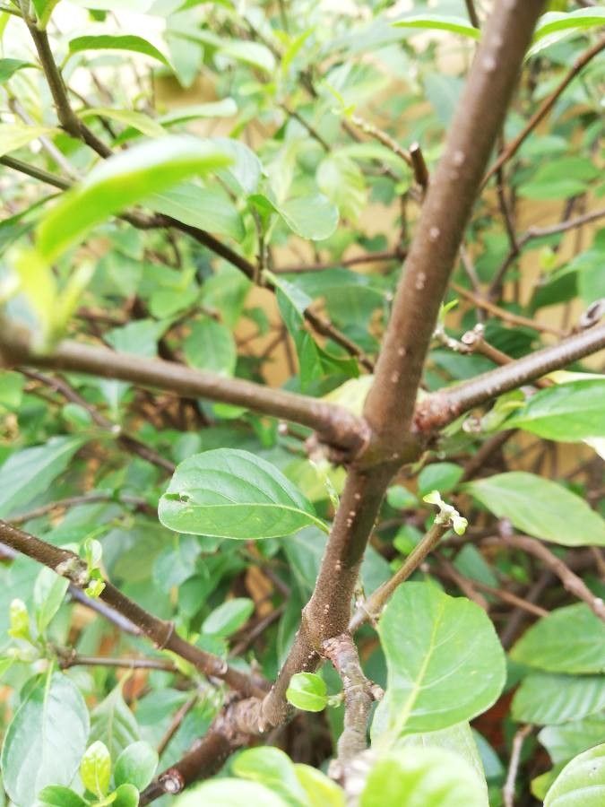 Justicia spicigera bark