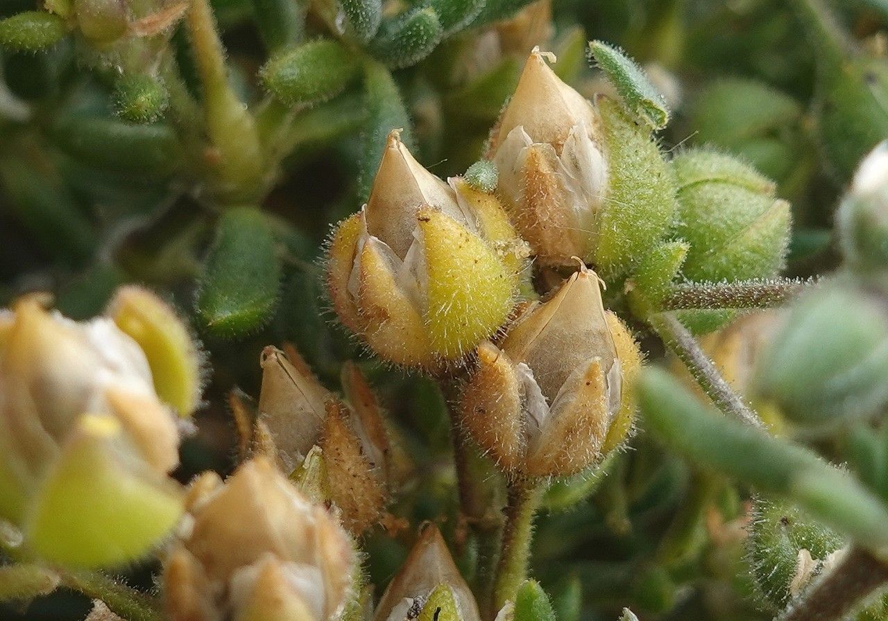 Spergula rupicola fruit