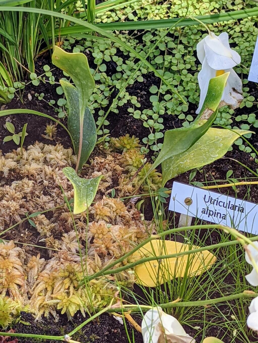 Utricularia alpina — related species from the same genus