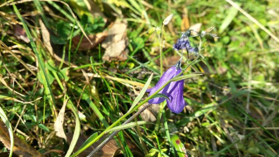 Campanula serrata flower