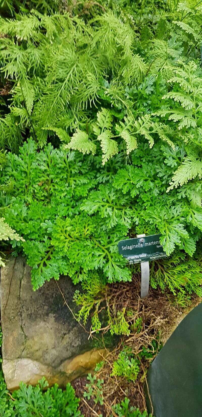 Selaginella martensii habit